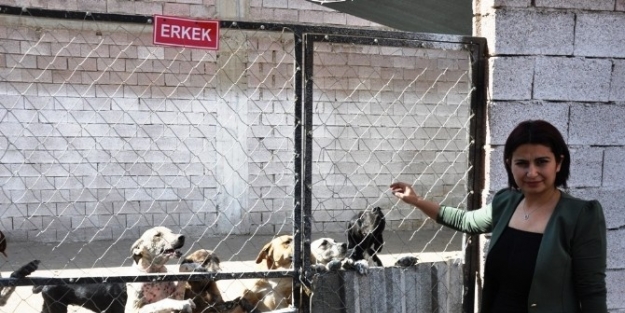 Şengül’den Hayvan Barınaklarında Basın Toplantısı