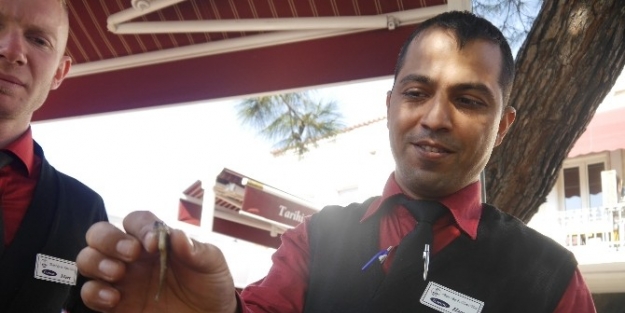 Balığın İçinden Deniz Atı Çikti