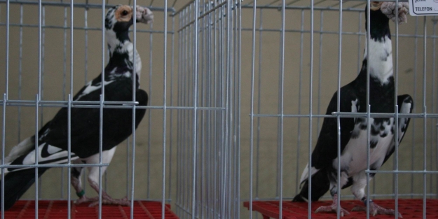 Bu güvercinlerin fiyatı dudak uçuklatıyor!