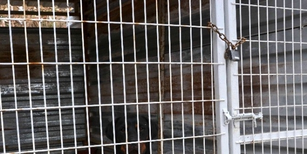 Simav’da Barınak Denetimi