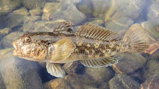 İngilizleri şaşkına çeviren Türk balığı