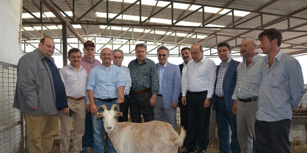Yuntdağı Bölgesi, Küçükbaş Hayvancılıkla Kalkınacak