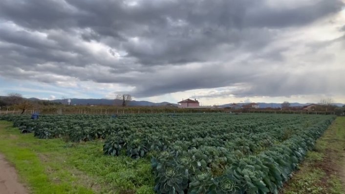 Bursa’nın İznik ilçesinde sezonda 12 bin ton Brüksel lahanası ihraç ediliyor