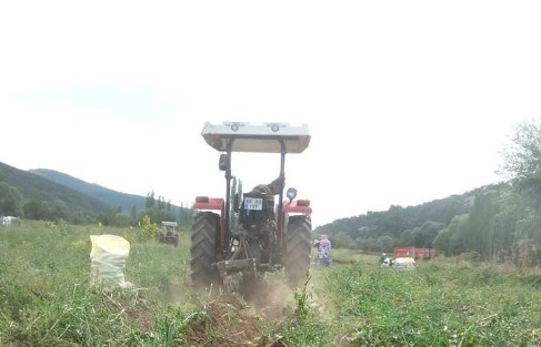 Akdağmadeni’nde Patates Hasadı Tamamlandı