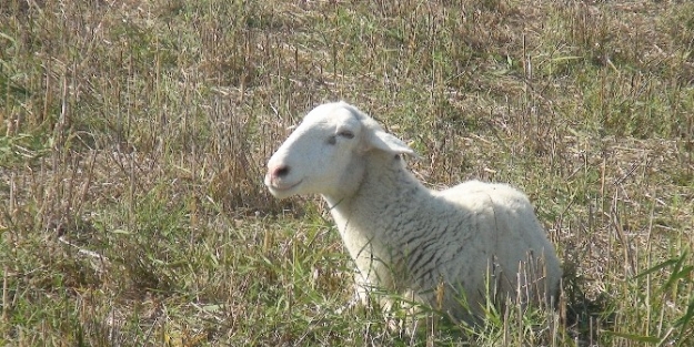 Çanakkale’de Mavi Dil Hastalığı Tedbirleri