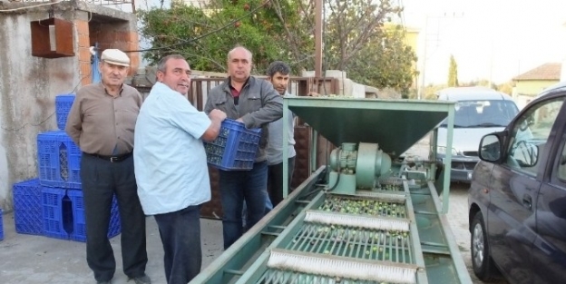 Edremit Körfezinde Zeytin Hasadına Başlandı