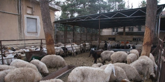 Küçükbaş Hayvan Ele Geçirildi