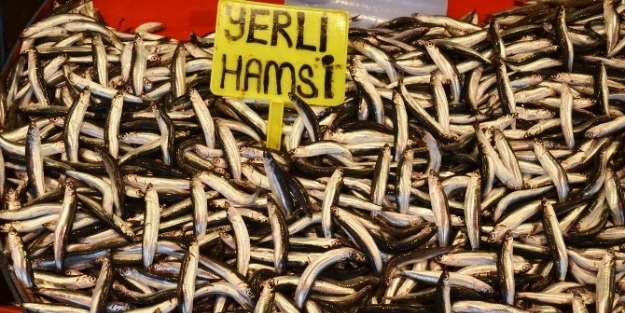 (özel Haber) Marmara’da Hamsi Bereketi