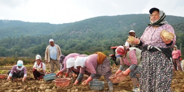 Bozdağ’da “yayla Patatesi” Sezonu Açıldı