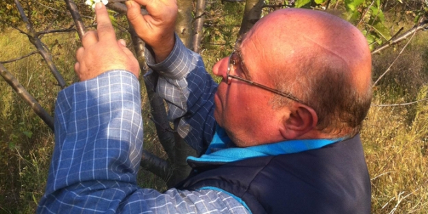 Kiraz ağaçları ilk bahar misali