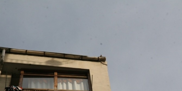 Çatida Mahsur Kalan Kediyi İtfaiye Ekipleri Kurtardı