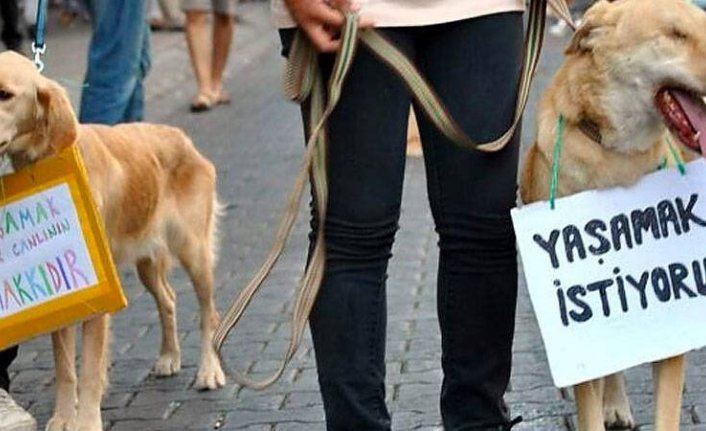 Dehşet! Bir evde çok sayıda kedi ve köpek ölüsü bulundu!