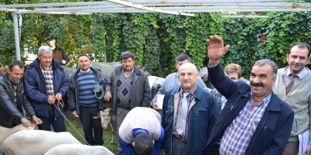 Kula’da Damızlık Koçlar Sahiplerini Buldu