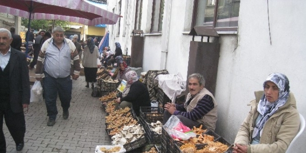 Kastamonu’da Mantar Bolluğu Yaşanıyor