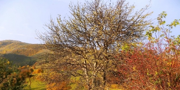 Posof’ta Üç Mevsim Bir Arada