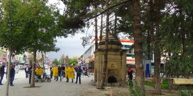 Yaşlı Ağaçlar Yenileniyor