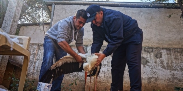 Kanadı Kırık Leylek Tedavi Edildi