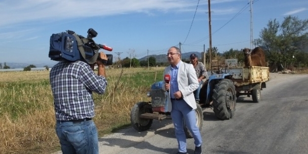 Develer Güreşe Hazırlanıyor