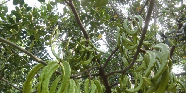 Keçiboynuzu Planları Hazır