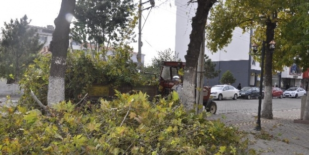 Muratlı Hükümet Konağı Bahçesine Bakım