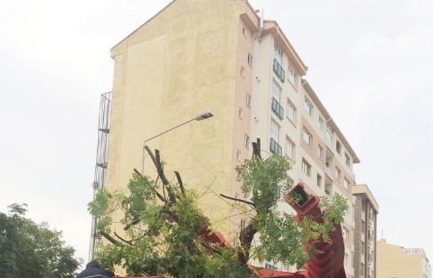 Büyükşehir Belediyesi Söktüğü Ağaçları Fidanlığa Yeniden Dikiyor