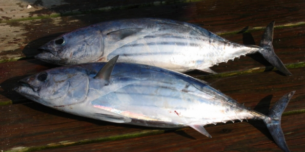 Palamutun tanesi 40 kuruşa düştü!