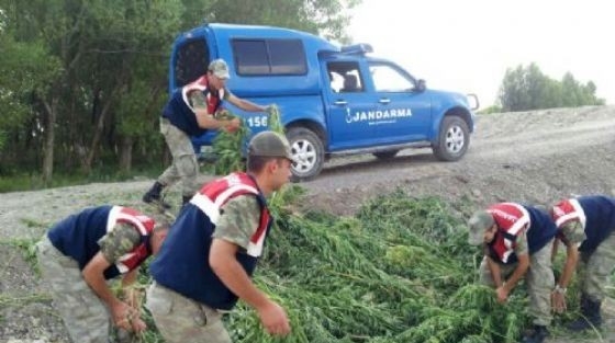 Pasinler’de 6 Milyon 906 Bin 351 Adet Hint Keneviri Kökü İmha Edildi