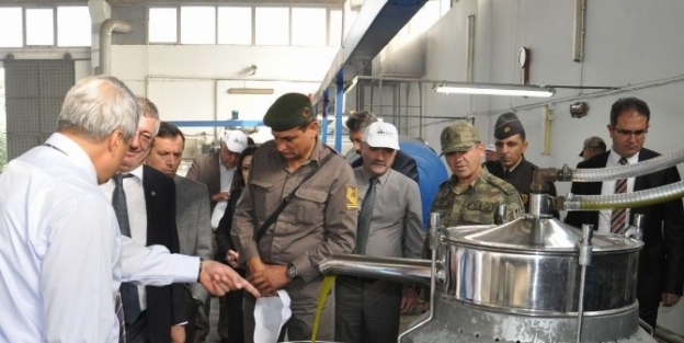 Edremit’te Zeytin Hasadını Kaymakam Başlattı