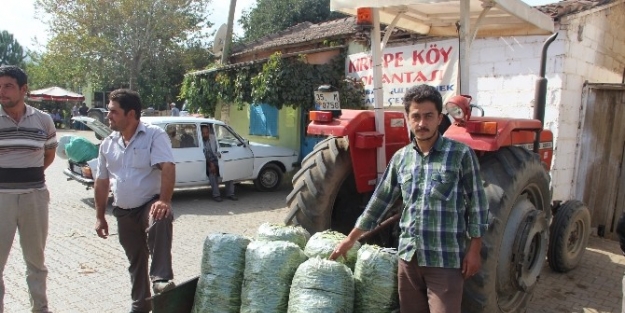 Tire’deki Fasülye Pazarında Fiyatlar Makul