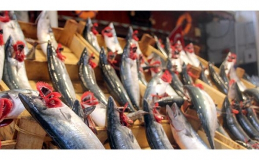 Bursa'da palamut fiyatları cep yakıyor