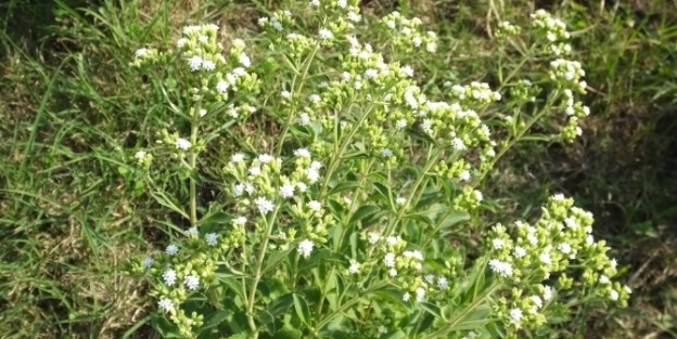 Emekli Albay Amatör Ruhla Başladı, Tarımda Profesyonel Oldu