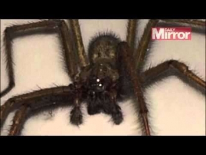 Derisinin altına giren örümcekle iki gün yaşadı!