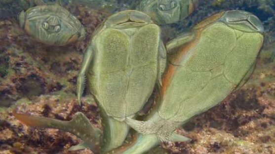 İlk seksi onlar yaptılar