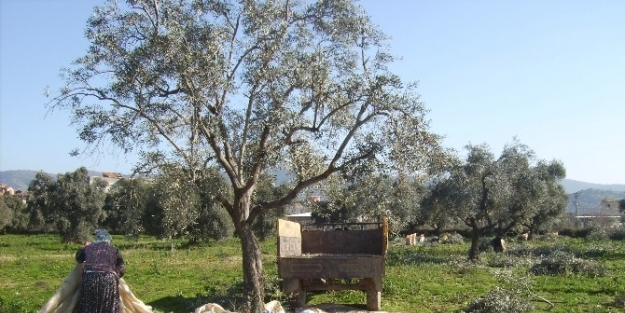Zeytin Bu Yıl Yüz Güldürecek