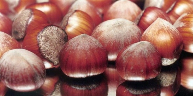 3 Bin 850 Ton İç Fındık İhraç Edildi