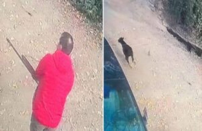 Sokak köpeğini tüfekle katleden şüpheli serbest bırakıldı