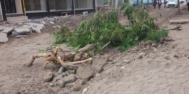 Karacabey'de ağaç katliamına tepki!