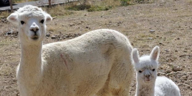 Türkiye’nin İlk Yavru Alpakası Doğdu