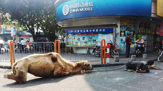 Bu vahşeti anlatmaya kelimeler yetmez