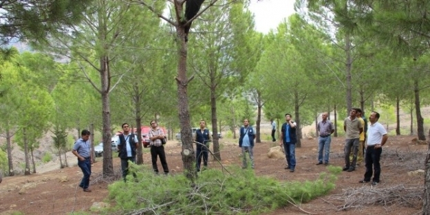 Ormancılar, Fıstıkçamı Budama Tatbikatı Yaptı