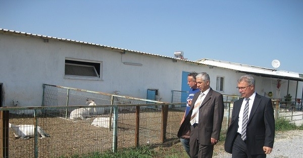 Saruhanlı’da Saanen Keçi Üreticiliği Gelişiyor