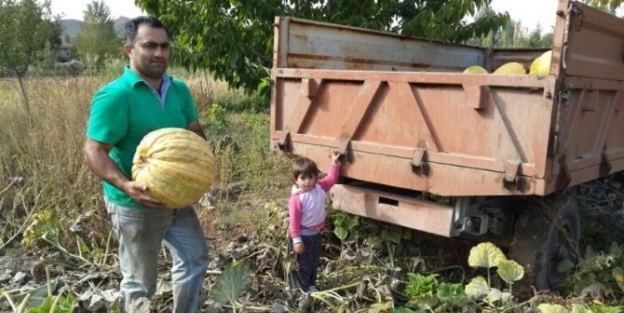 Çerezlik Kabak Hasadı Yapıldı