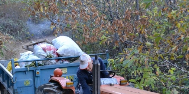 Simav’ın Kara Elması Kestane Hasadı Başladı