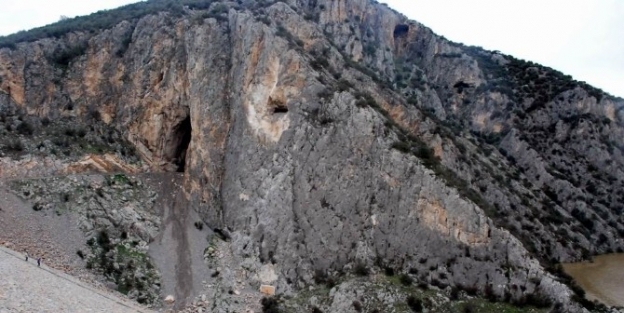 11 Milyon Zeytin Ağacını Yarasalar Koruyor