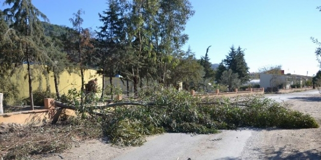 Altınoluk’ta Okaliptüs Katilamı