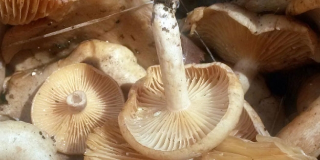 Zehirli mantar 2 can aldı