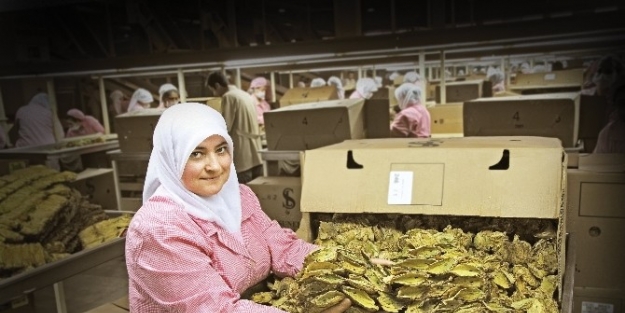 Tütün İhracatinda Tarihi Rekor