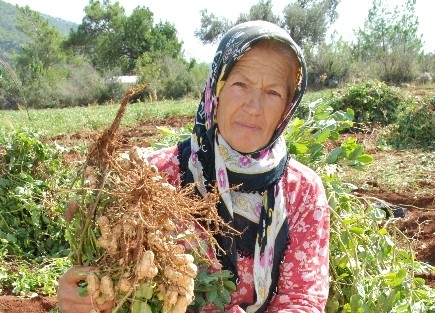 Silifke’de 450 Ton Yer Fıstığı Hasat Edilecek