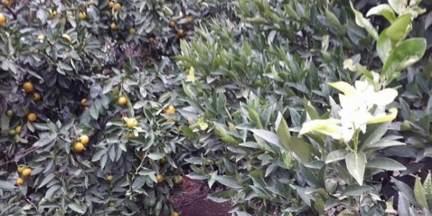 Havran’da Portakal Ağaçları Sonbaharda Çiçek Açtı