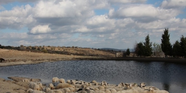 Manisa’da Mavi Dil Hastalığına Karşı Önlem Alındı